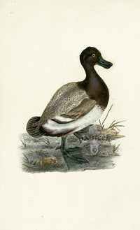 Donovan British Birds Original Scaup Duck - Panteek Antique Prints