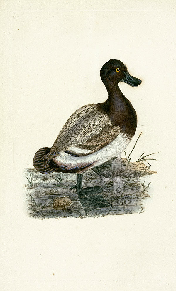 Donovan British Birds Original Scaup Duck