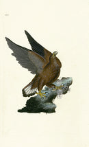 Donovan British Birds Original Sea Eagle - Panteek Antique Prints
