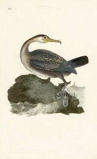Donovan British Birds Original Shag - Panteek Antique Prints