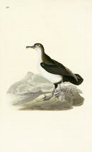 Donovan British Birds Original Shearwater Petrel - Panteek Antique Prints
