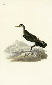 Donovan British Birds Original Shearwater Petrel - Panteek Antique Prints
