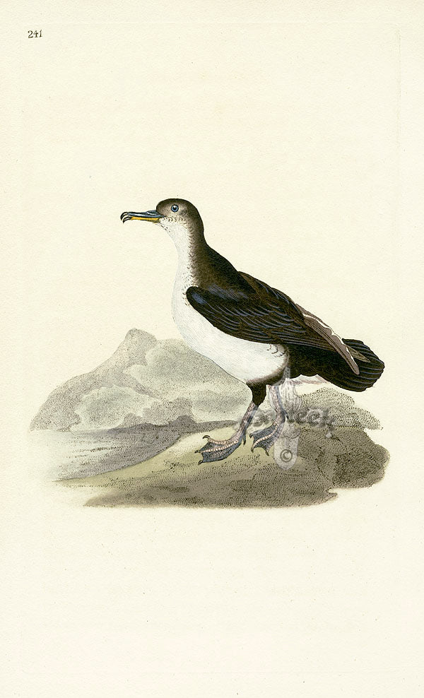 Donovan British Birds Original Shearwater Petrel