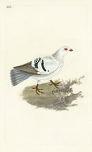 Donovan British Birds Original Silver Tumbler Pigeon - Panteek Antique Prints