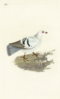 Donovan British Birds Original Silver Tumbler Pigeon - Panteek Antique Prints