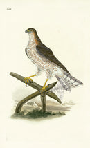 Donovan British Birds Original Sparrow Hawk - Panteek Antique Prints