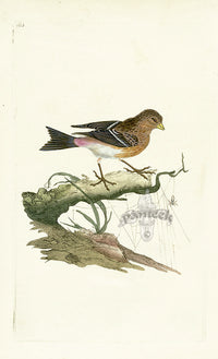 Donovan British Birds Original Twite - Panteek Antique Prints