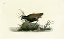 Donovan British Birds Original Water Hen - Panteek Antique Prints