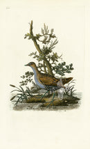 Donovan British Birds Original Water-Hen, female - Panteek Antique Prints