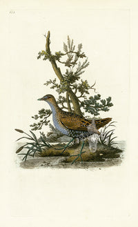 Donovan British Birds Original Water-Hen, female - Panteek Antique Prints