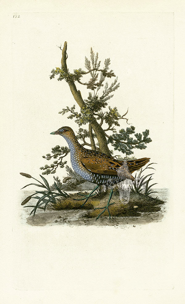 Donovan British Birds Original Water-Hen, female