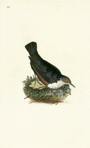 Donovan British Birds Original Water-Ouzel - Panteek Antique Prints