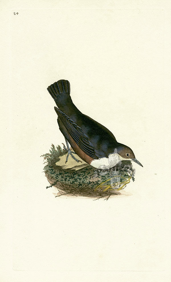 Donovan British Birds Original Water-Ouzel