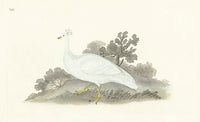 Donovan British Birds Original White-crested Pea-hen - Panteek Antique Prints