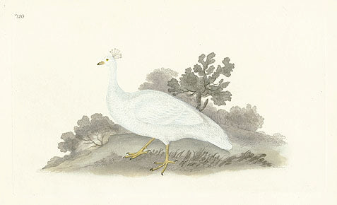 Donovan British Birds Original White-crested Pea-hen