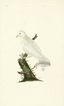 Donovan British Birds Original White Jay - Panteek Antique Prints