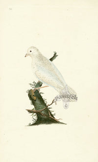 Donovan British Birds Original White Jay - Panteek Antique Prints