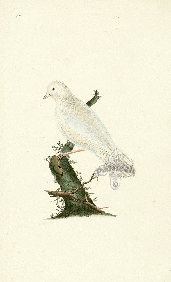 Donovan British Birds Original White Jay