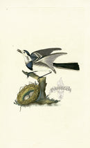 Donovan British Birds Original White Wagtail - Panteek Antique Prints