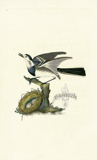 Donovan British Birds Original White Wagtail - Panteek Antique Prints