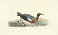 Donovan British Birds Original Wigeon - Panteek Antique Prints