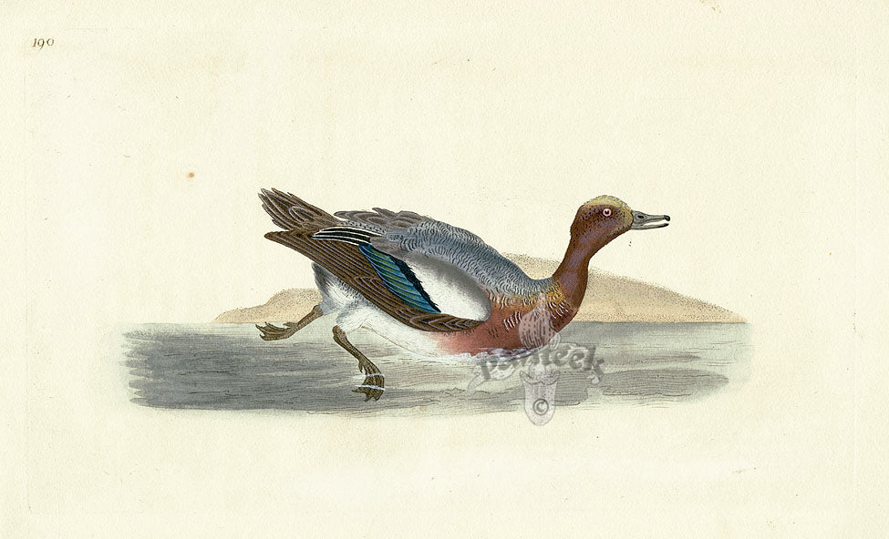 Donovan British Birds Original Wigeon