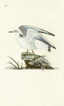 Donovan British Birds Original Winter Gull - Panteek Antique Prints