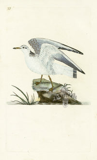 Donovan British Birds Original Winter Gull - Panteek Antique Prints