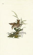 Donovan British Birds Original Wren - Panteek Antique Prints