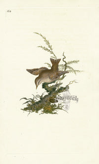 Donovan British Birds Original Wren - Panteek Antique Prints