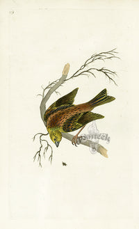 Donovan British Birds Original Yellow Hammer - Panteek Antique Prints