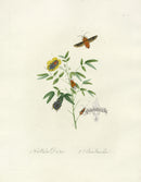 Donovan Insects of China Antique Print Callidea Moth - Panteek Antique Prints