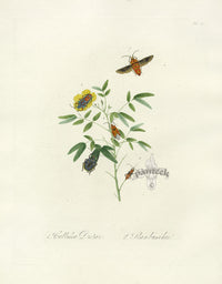 Donovan Insects of China Antique Print Callidea Moth - Panteek Antique Prints