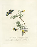 Donovan Insects of China Antique Print Callimorpha Moth - Panteek Antique Prints