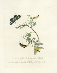 Donovan Insects of China Antique Print Callimorpha Moth - Panteek Antique Prints