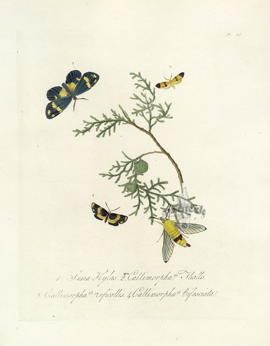 Donovan Insects of China Antique Print Callimorpha Moth