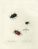 Donovan Insects of China Antique Print Chinese Rose Chafer - Panteek Antique Prints