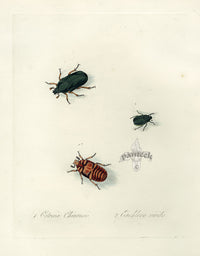 Donovan Insects of China Antique Print Chinese Rose Chafer - Panteek Antique Prints