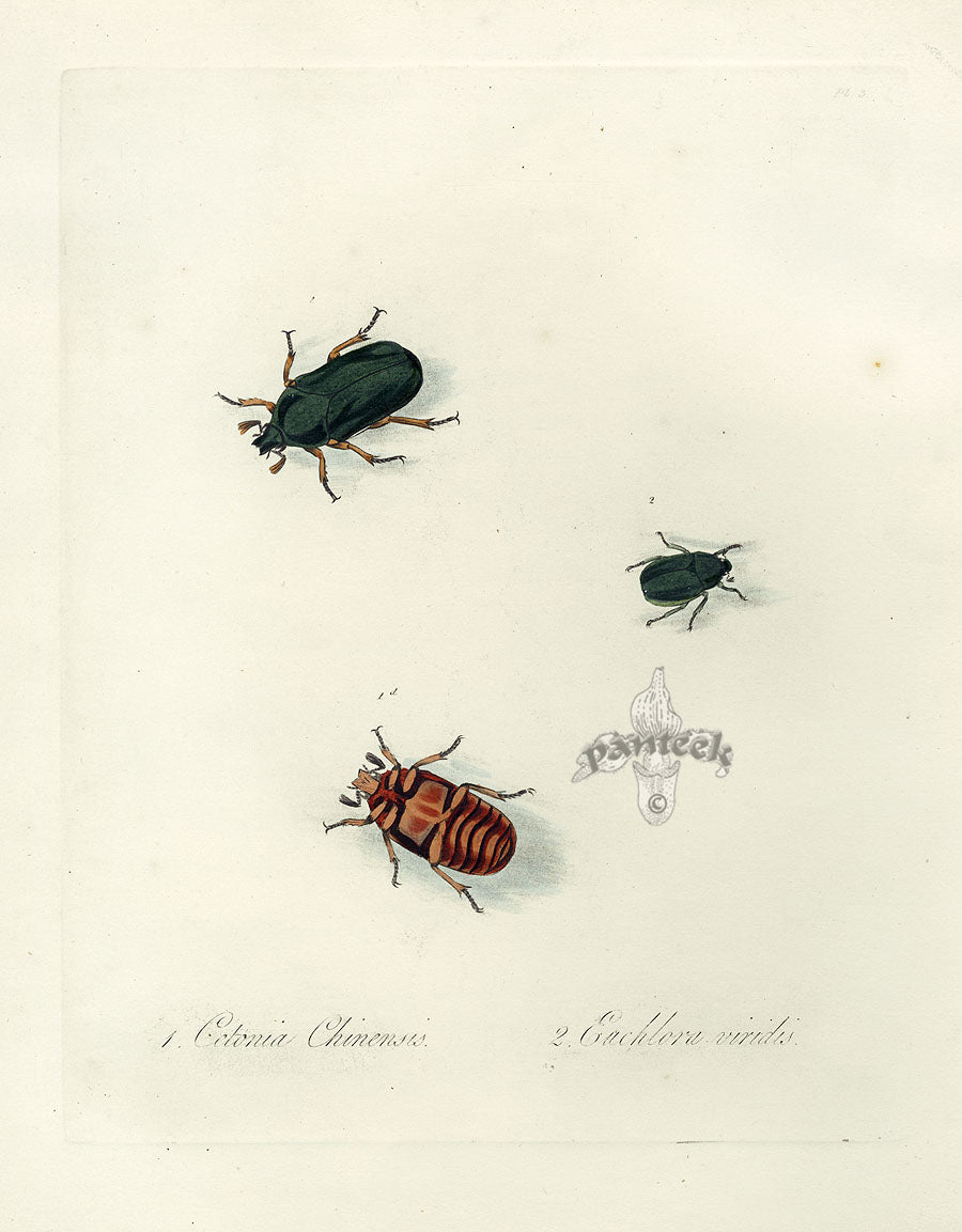 Donovan Insects of China Antique Print Chinese Rose Chafer