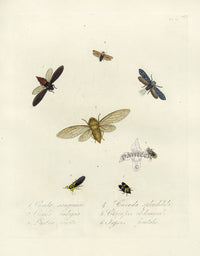 Donovan Insects of China Antique Print Cicada ambigua - Panteek Antique Prints
