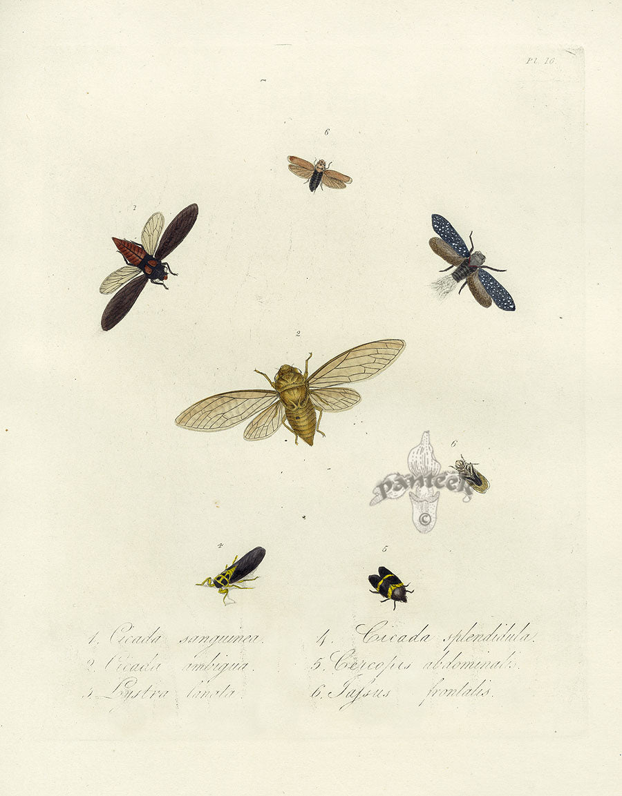 Donovan Insects of China Antique Print Cicada ambigua