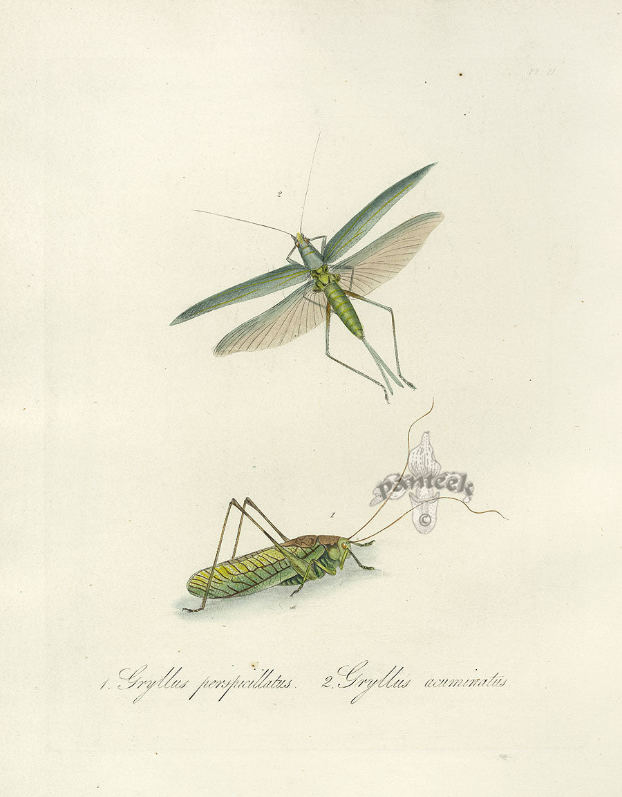 Donovan Insects of China Antique Print Cricket