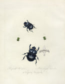 Donovan Insects of China Antique Print Elephant Dung Beetle - Panteek Antique Prints