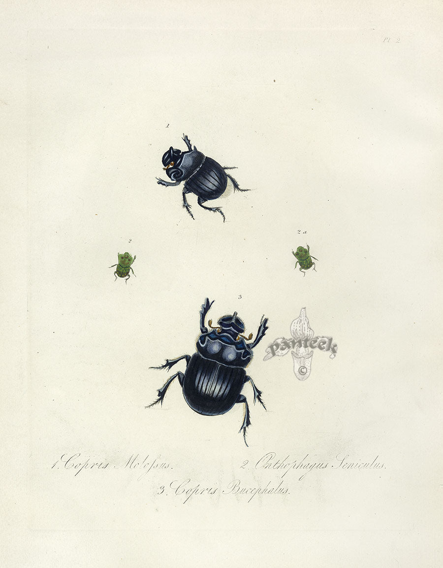 Donovan Insects of China Antique Print Elephant Dung Beetle
