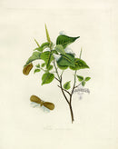 Donovan Insects of China Antique Print Flata nigricornis - Panteek Antique Prints