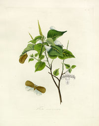 Donovan Insects of China Antique Print Flata nigricornis - Panteek Antique Prints