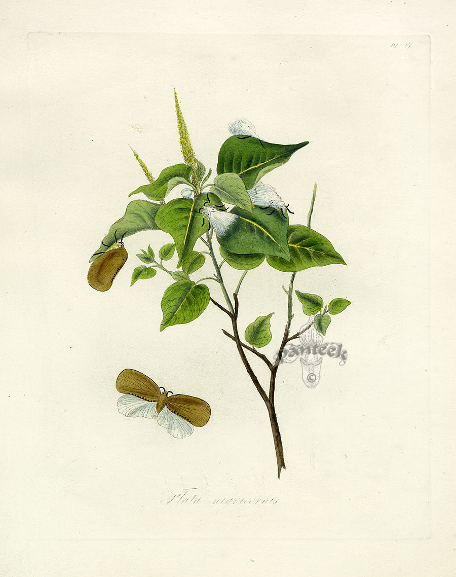 Donovan Insects of China Antique Print Flata nigricornis