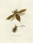 Donovan Insects of China Antique Print Giant Water Bug - Panteek Antique Prints