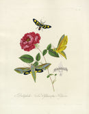 Donovan Insects of China Antique Print Glaucopis Moth - Panteek Antique Prints