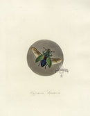 Donovan Insects of China Antique Print Gold Dust Weevil - Panteek Antique Prints